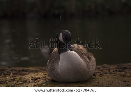 Close up of a Canada Goose at the lake.  Canada Geese