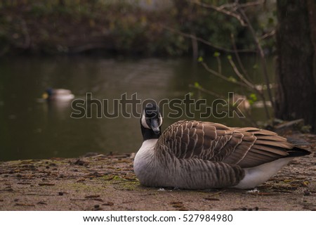 Close up of a Canada Goose at the lake.  Canada Geese