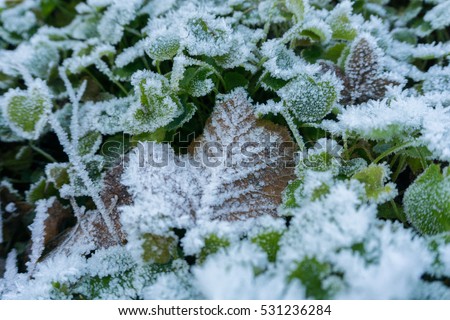 Closeup of a brown frozen Leaf surrounded by green Leaves in Winter