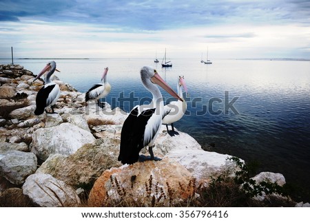 Pelicans, Kangaroo Island, Australia