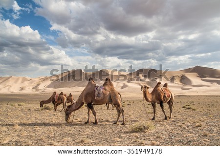 Camels (Camelus bactrianus) on Khongoryn Els in Gobi Gurvansaikhan National Park, Mongolia