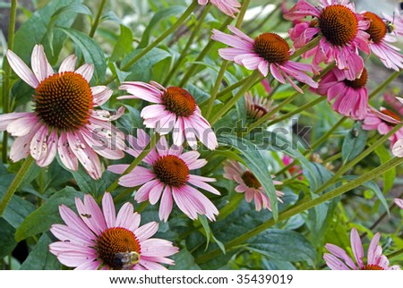 Echinacea purpurea. Purple cone flowers with bees and grass clippings at Inniswood park in Westerville, OH.