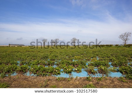 a springtime arable landscape with fields of strawberry plants under a blue sky in the yorkshire wolds england
