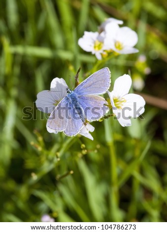 a male common blue butterfly polyommatus icarus feeding on the flowers of milk maid cardamine pretensis