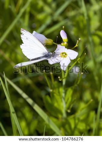 a green veined white butterfly artogeia napi feeding on the flowers of milk maid cardamine pretensis