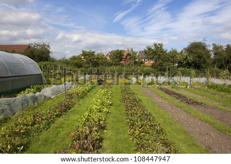 organic vegetables growing in narrow plots between grassy paths with flowers and a blue cloudy sky