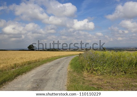 summer landscape with a rural road running through fields of crops in the yorkshire wolds england