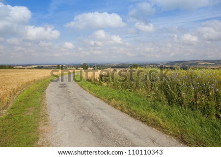 english summer landscape with ripe wheat fields and flowers planted wildlife and game conservation by a small rural highway on the yorkshire wolds
