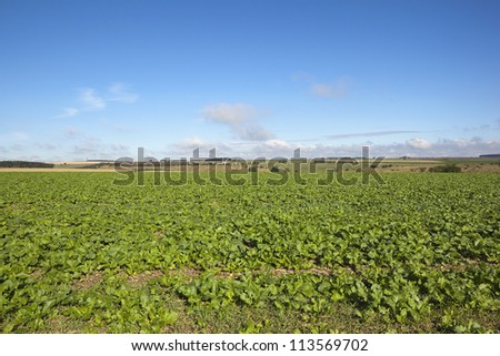 rural landscape with a field of young mustard plants high on the yorkshire wolds overlooking patchwork fields under a clear blue sky