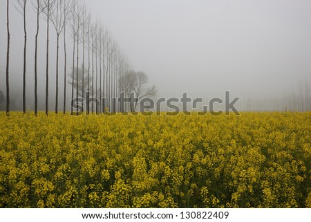 A bright yellow mustard field in rural Punjab India with a line of poplar trees on a misty morning