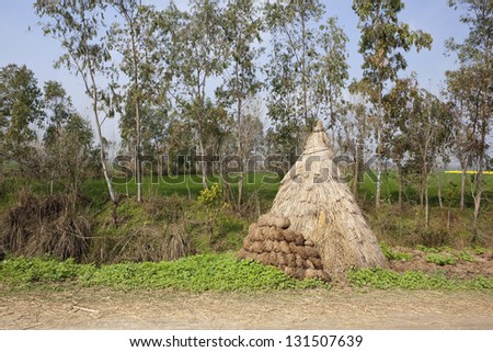 traditional landscape a small hay stack and  dung cakes drying for fuel in the agricultural state of Punjab India with fields and eucalyptus trees