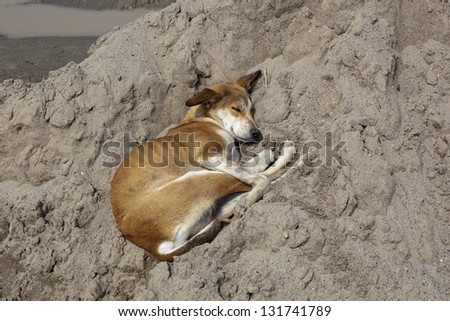 a Punjabi dog asleep on a warm pile of sand at a sand quarry in rural India