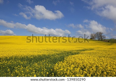 blue and gold nature background with golden canola flowers under blue cloudy skies