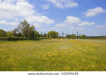 a scenic buttercup meadow with a country road trees and hedgerows in the yorkshire wolds england under a blue sky in summer