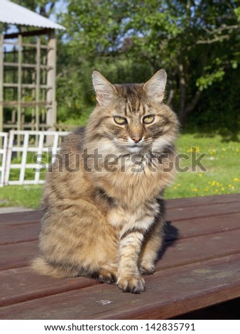 a three legged pet cat sitting on a garden picnic table with trees and grass background