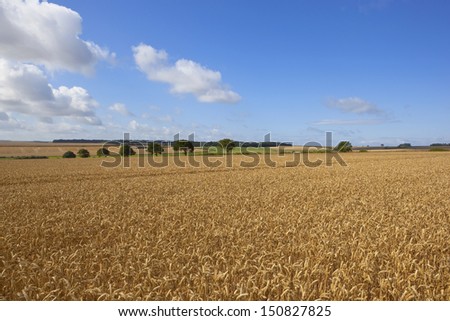 late summer landscape with fields of ripe wheat under a blue sky in summer