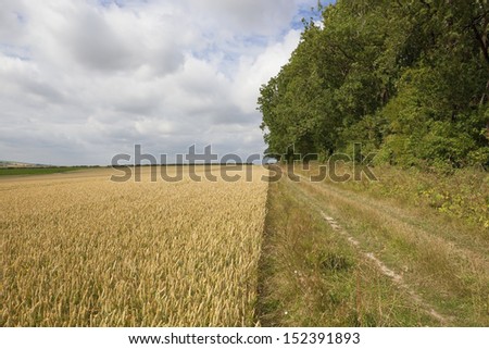 a farm track beside a field of wheat in the yorkshire wolds england under a blue cloudy sky in summer