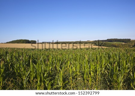 a maize crop with golden wheat fields in yorkshire wolds scenery under a clear blue sky in summer