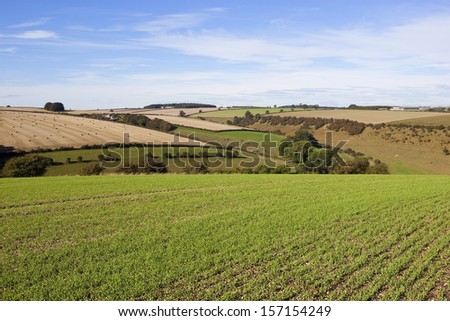 a picturesque view of farming in the yorkshire wolds england with young crops fields and hedgerows under a blue sky in autumn