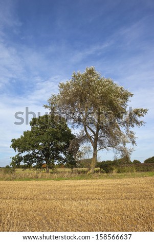 a white poplar with an oak tree beside a stubble field under a blue sky in late summer