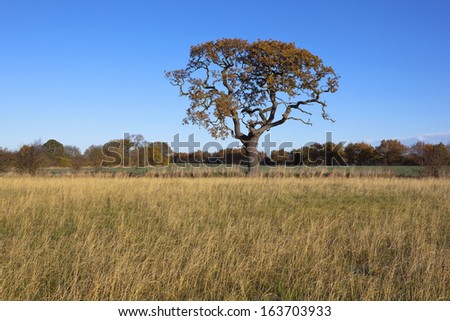 a lone oak tree in a hedgerow with colorful trees and dry grasses under a clear blue sky in autumn fall