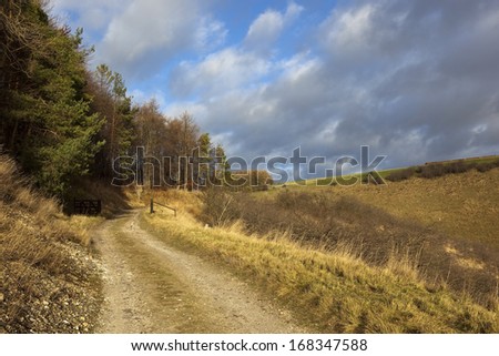 a scenic forest track with pine trees gate and dry grass in the yorkshire wolds england under a blue cloudy sky