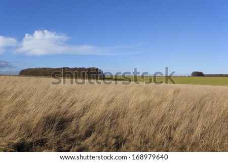 dry winter grasses and deciduous woodlands in a yorkshire wolds landscape under blue sky