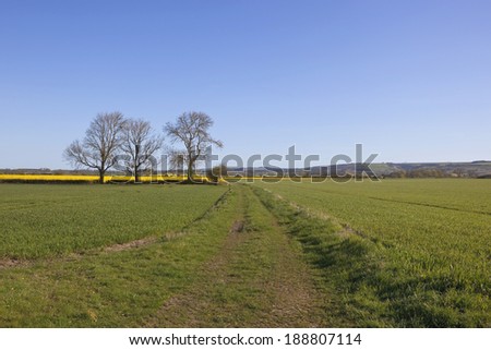 a farm track in rural yorkshire with three mature trees and hills in the background under a blue sky in late springtime