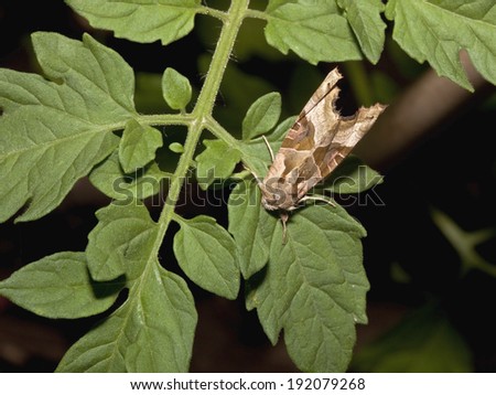 a double square spot moth latin name xestia triangulum resting on green tomato leaves