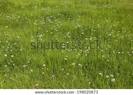 meadow wildflower background with pig nut conopodium majus flowering in a grassy summer meadow