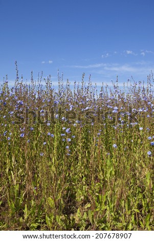 background image of the blue flowers of a chicory crop under a blue sky in summer