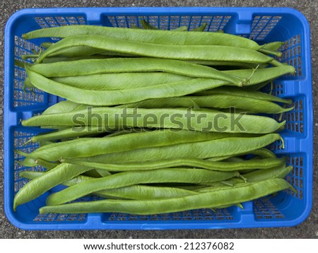 A blue plastic basket full of fresh green home grown organic runner beans