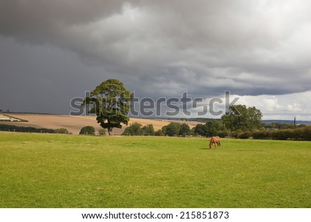English landscape with a bay horse grazing a sunlit meadow against a background of dark storm clouds on the Yorkshire wolds