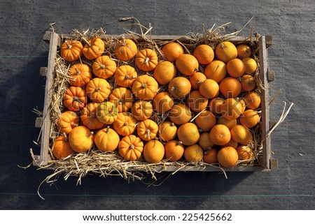 a display box of ripe mini pumpkins and squashes in straw