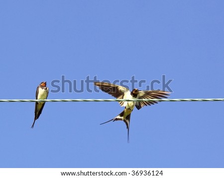 two swallows hirundo rustica on a wire getting ready to migrate in late summer