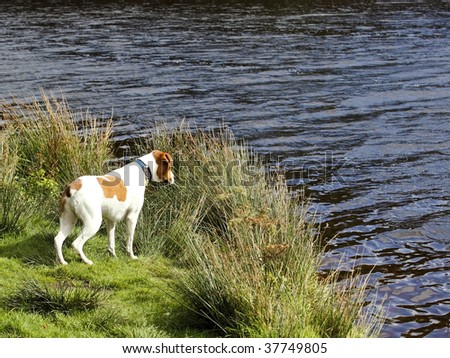 a curious dog on the edge of a lake with grasses