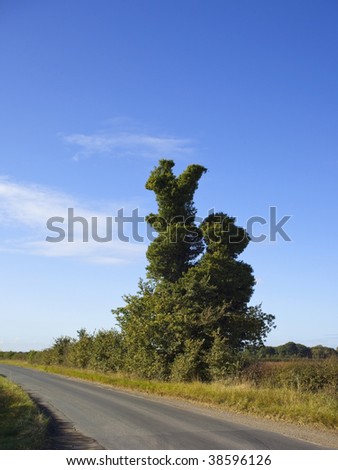 an old ivy covered oak tree shaped by nature under a clear blue sky