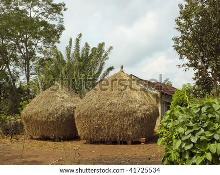 a farm scene in rural karnataka south india