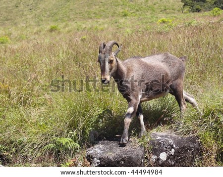 Golden Tahr