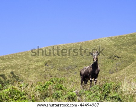 a rare and endangered nilgiri tahr on the grassy slopes of eravikalum national park