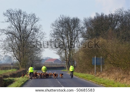 three men on bicycles with yellow high visibility clothing exercising a pack of hounds on a quiet country road in springtime