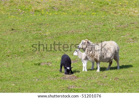 a ewe with a black lamb and a white lamb in a springtime meadow
