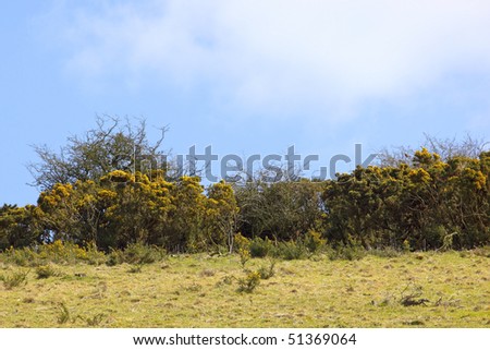 Ulex Flower