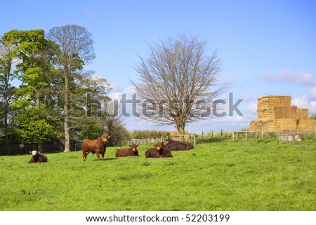 five young bulls in a sloping pasture with trees and blue sky background in springtime