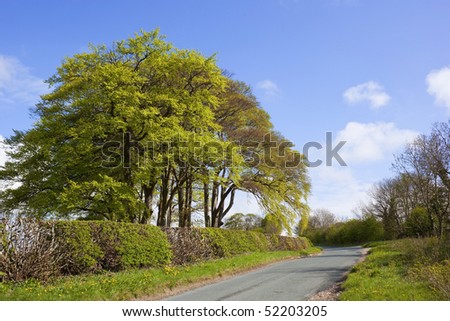 a group of beech trees coming into leaf by a narrow road in england in springtime