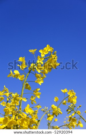 yellow flowers in springtime