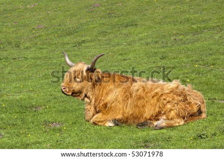 A Highland Cow Laying Down On A Hillside Pasture In Springtime Stock Photo Shutterstock