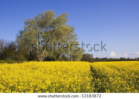 colorful English landscape with yellow rapeseed flowers white poplars and blue sky