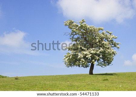 hawthorn tree. stock photo : a hawthorn tree