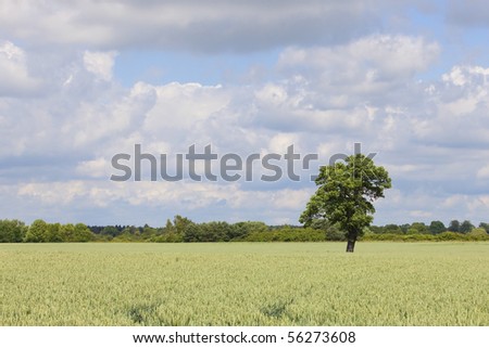 a green wheat field with a lone oak tree and hedgerows under a blue cloudy sky